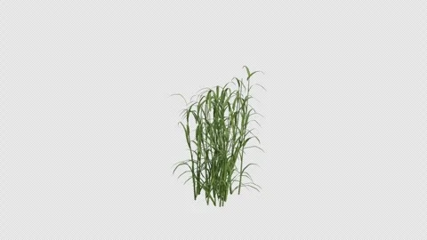 Reed Canary Grass blowing in the wind. Alpha Channel. Loop Animation Stock Footage 291014687