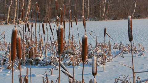 Reed Cane Seeds Under Snow Stock Footage 61290142