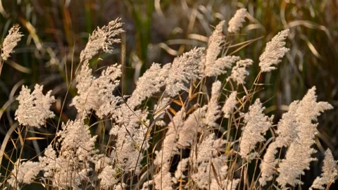 Reed catkins in the wind at slow motion Stock-Footage 320560257