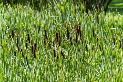 Reed Cattail in the Wind. Stock Photos