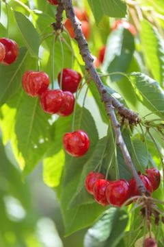 Reed cherry fruit on the tree Stock Photos