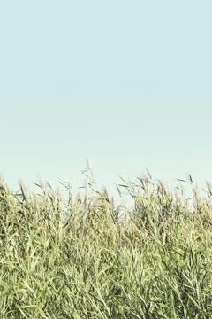 Reed with clear sky Stock Photos