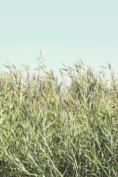 Reed with clear sky Stock Photos