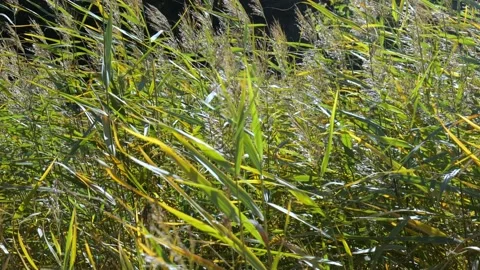 Reed close-up. green river cane slow mo Stock Footage 162343377