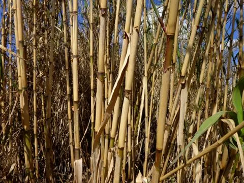Reed close up Stock Photos