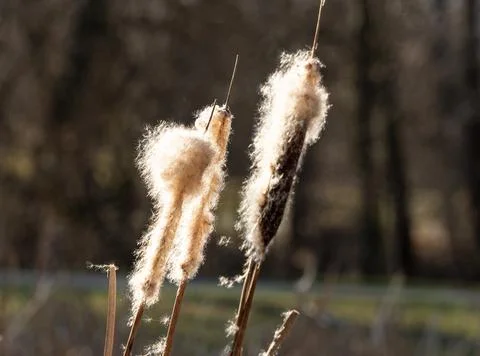 Reed in closeup at spring in jena Stock Photos