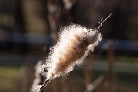 Reed in closeup at spring in jena Stock Photos
