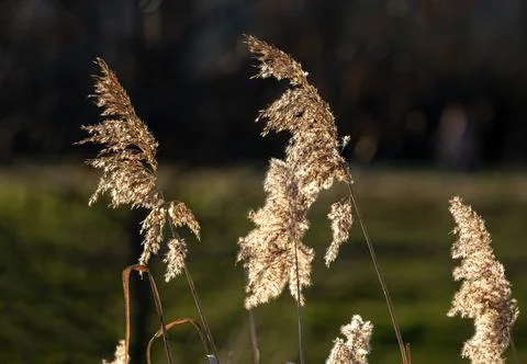 Reed in closeup at spring in jena Stock Photos