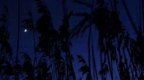 Reed closeup. Wind. Night. Moon. Video stock 60254945