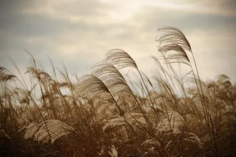 Reed in cloudy day Stock Photos