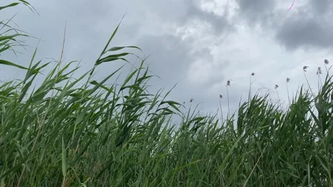Reed on a cloudy sky background. Video stock 197046593