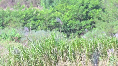 Reed cluster, China Stock-Footage 347332475