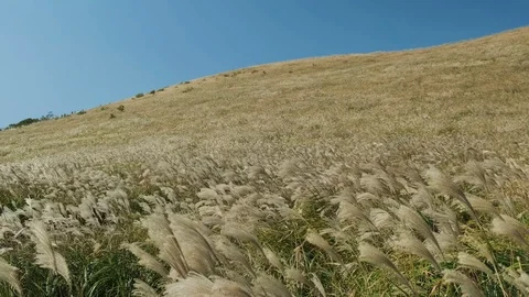 A reed colony that grows along the mountain. Jeju island. 4k 60p Stock Footage 118640221