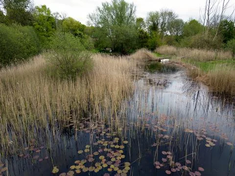 Reed congested duck pond Foto stock