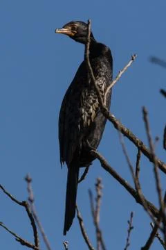 Reed Cormorant sitting in a tree Stock Photos