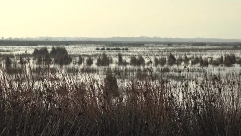 Reed covered wetlands spread across a Louisiana delta near New Orleans, USA Stock Footage 339587105