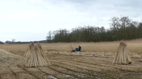 Reed Cutter Stock Footage 47699119