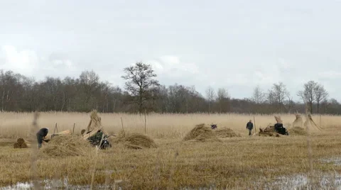Reed Cutters Stock Footage 47700771