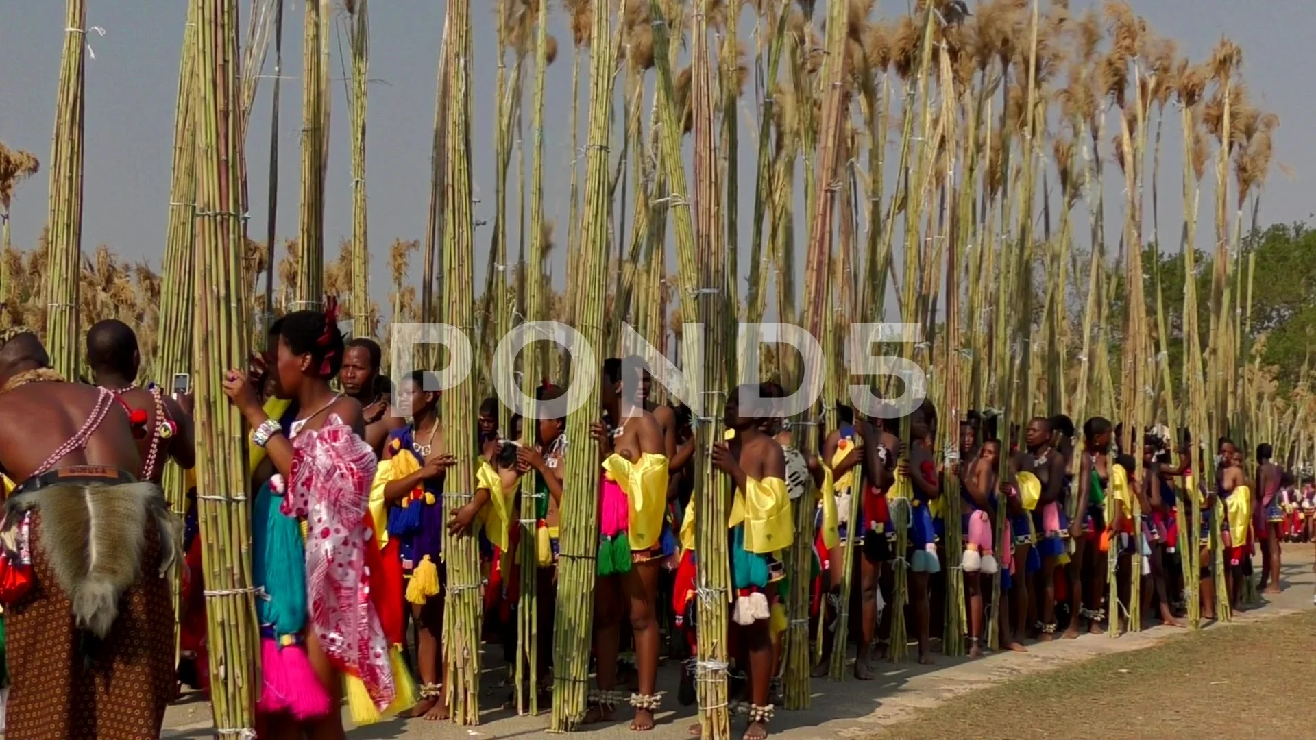 reed dance pictures photos