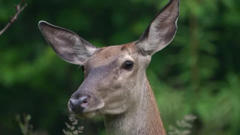 Reed deer Doe Stock Footage 278267530