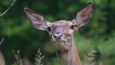 Reed deer Doe Stock Footage 278267556