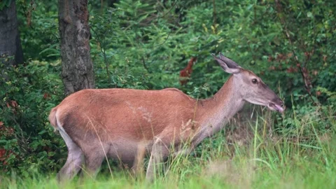 Reed deer Doe Stock Footage 278267726