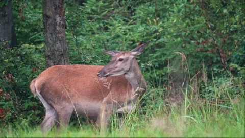 Reed deer Doe Stock Footage 278267727