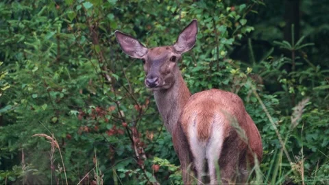 Reed deer Doe Stock Footage 278267870