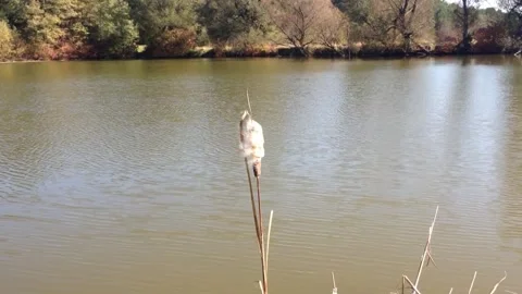 Reed develops in the wind against the backdrop of a pond Video stock 247523372