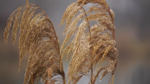 Reed with dew close-up Stock-Footage 102747308