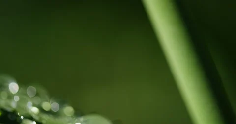 Reed with dew drops. Focus Pulling on macro shoot Stock Footage 201534723