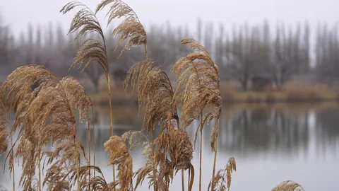 Reed with dew Stock-Footage 102747313