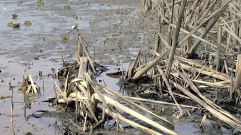 Reed in dropped empty pond without water. Dried reed around lake. Видео 88334588