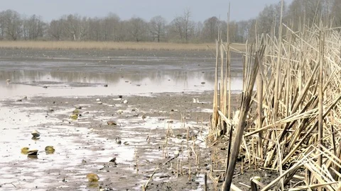Reed in dropped empty pond without water. Dried reed around lake. 스톡 동영상 88527974