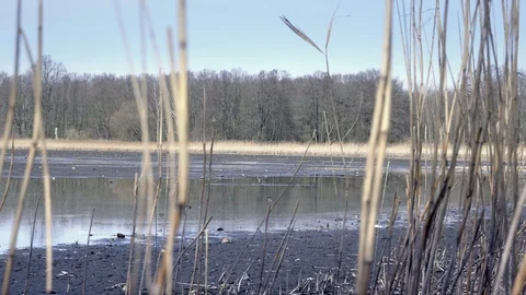 Reed in dropped empty pond without water. Dried reed around lake. Vídeo Stock 89615238