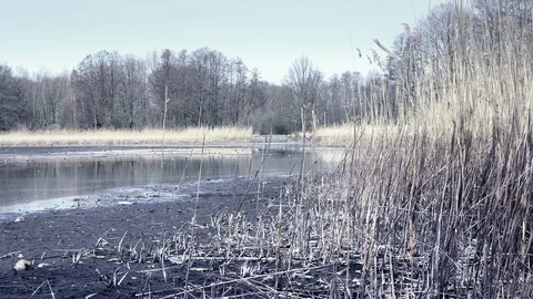 Reed in dropped empty pond without water. Dried reed around lake. Vídeo Stock 89663152