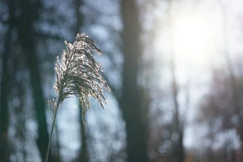 Reed ears in backlight Stock Photos