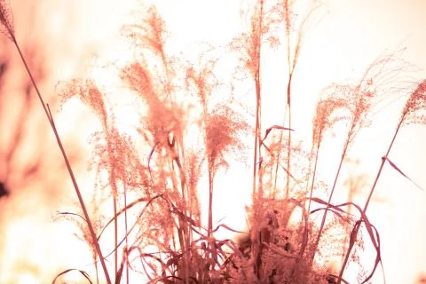 Reed in the evening sun Stock Photos