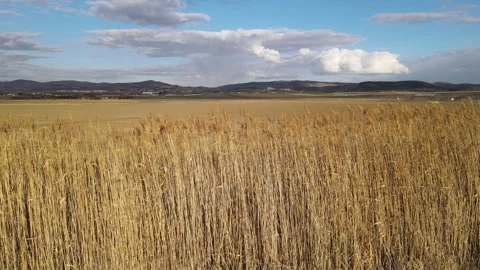 Reed Field And Cloudy Sky Video stock 332058194