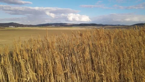 Reed Field And Cloudy Sky Stock Footage 332787646