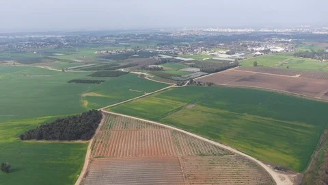 Reed in Field Stock Footage 125909129