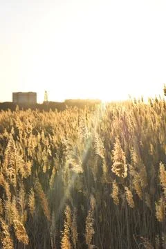 Reed field Stock Photos