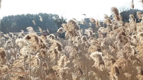  reed in a field, silver grass in field Video stock 306040416