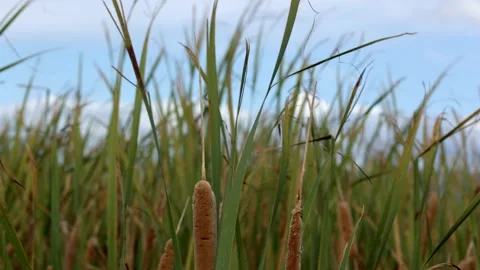 Reed Field Swaying in the Wind Stock Footage 238659321