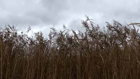 Reed field in wind - autumnal background - grey clouds, dark sky - real time Stock Footage 141833945