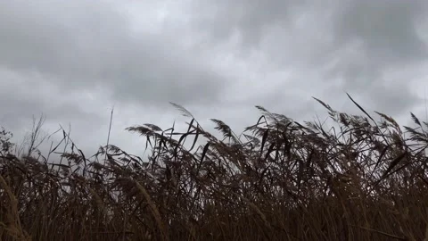 Reed field in wind - autumnal background - trees and reeds Stock Footage 141834033