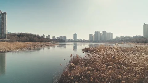 Reed fields and buildings that can be seen across the lake Video stock 262634207