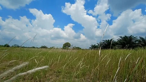 Reed fields during the day Stock Footage 288438347