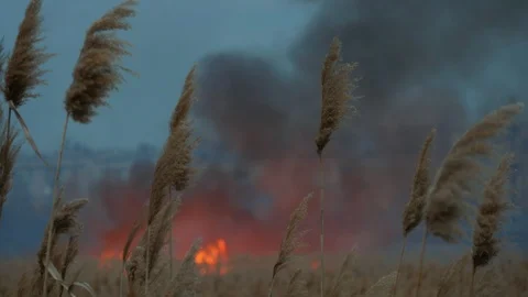 Reed on fire. Spreading flame in the field. 4k footage Vidéo 105183349