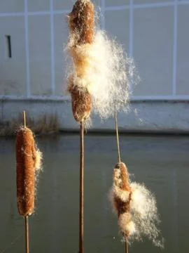 REED  FLASK+HAIRS Stock Photos